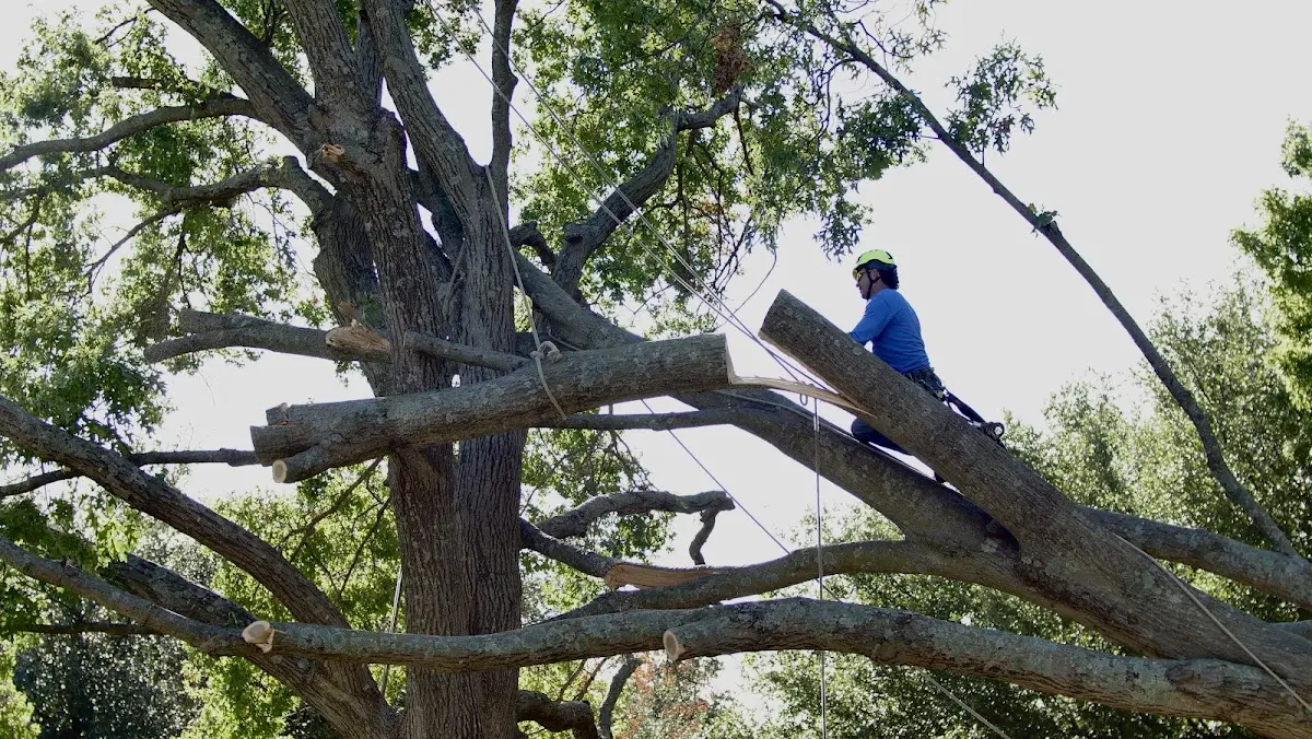 Professional Hazardous Tree Removal performed by certified arborists in Story