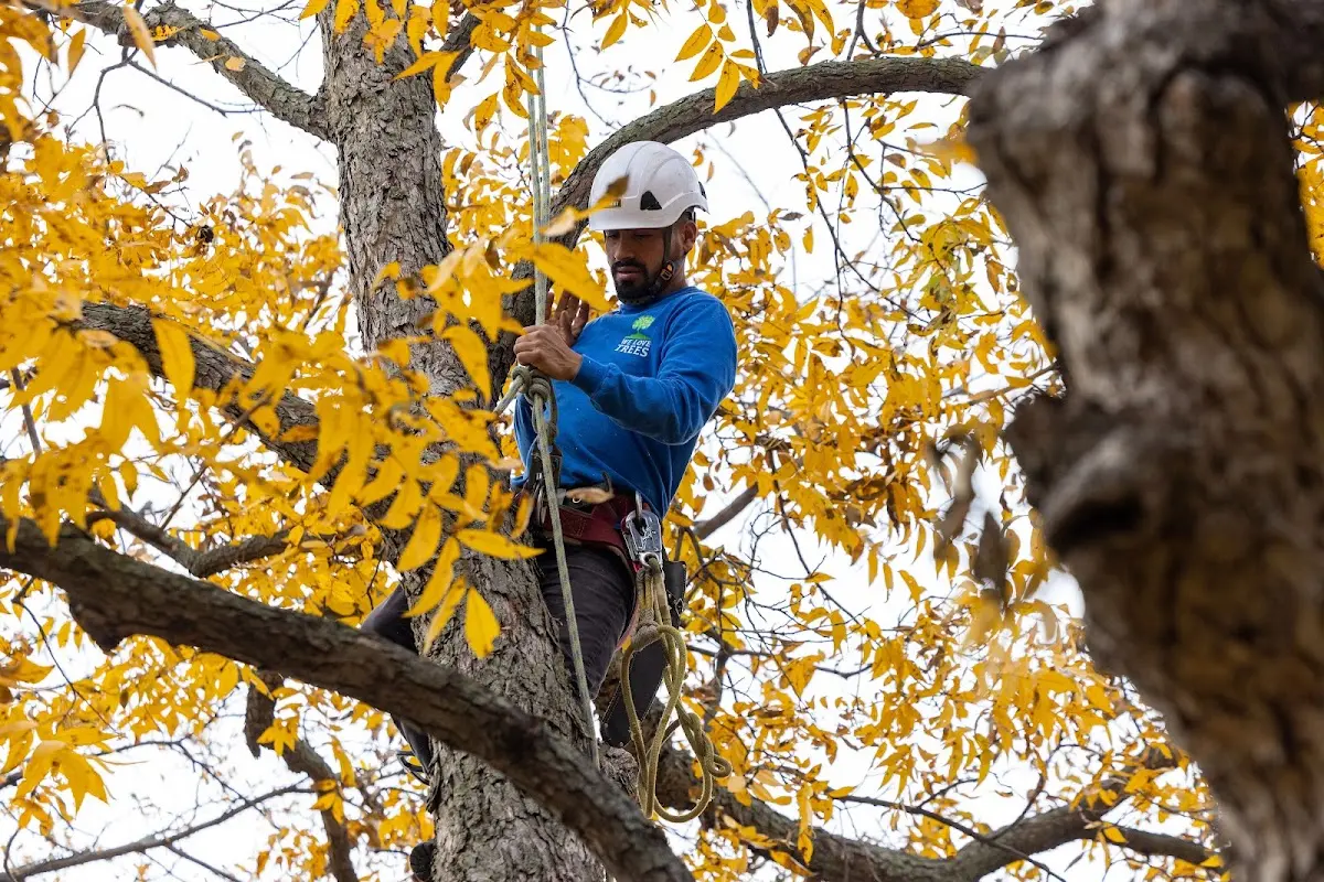 Skilled Tree Trimming crew working in Story