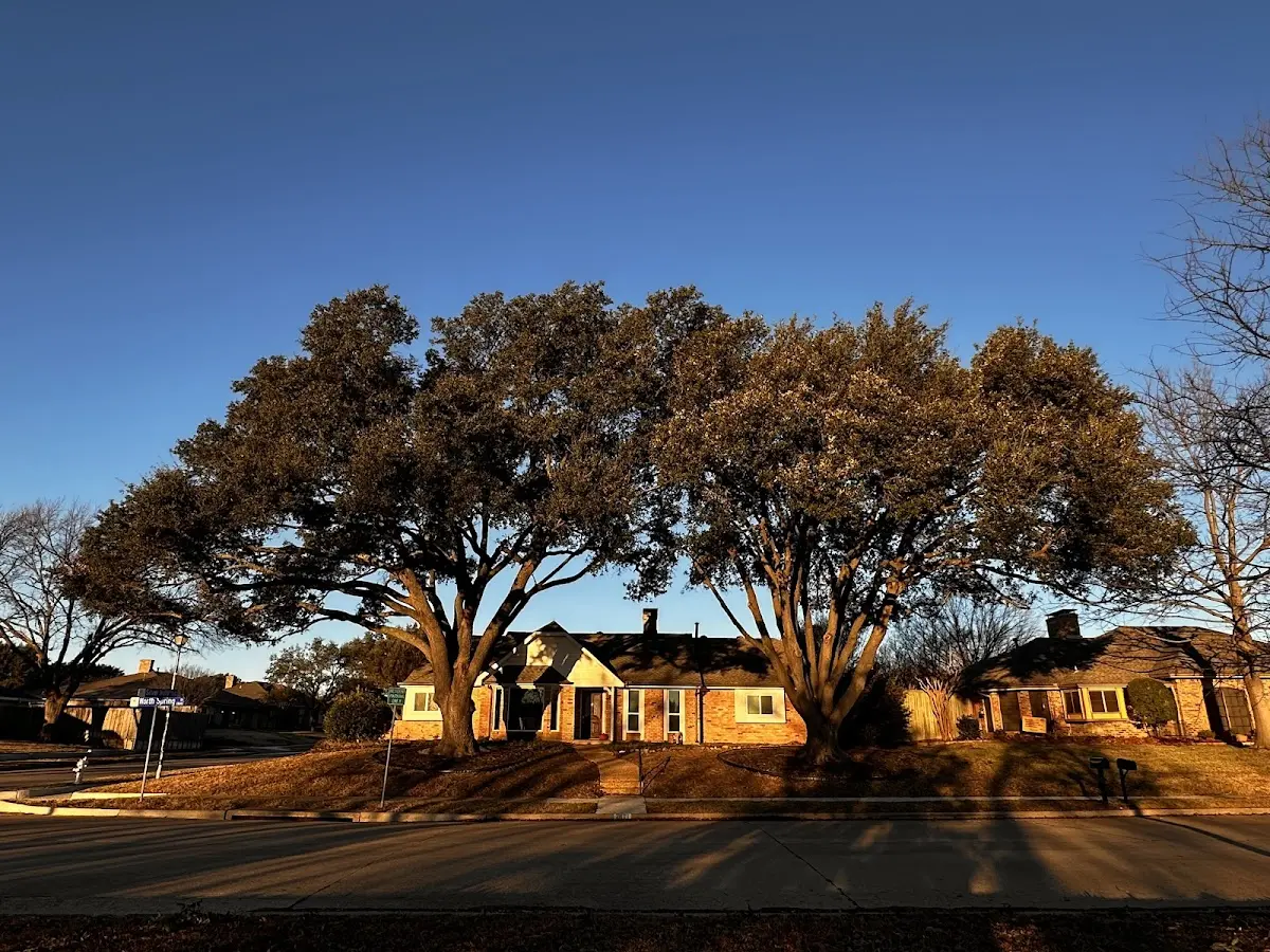 Established residential canopy tree shading a home in Story